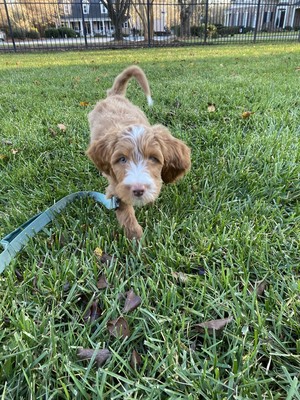 Emily Anderson Alumni Update 2017